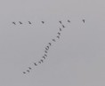 /album/my-local-birding-gallery/a24-pink-footed-geese-passed-low-over-kerries-reserve-this-morning-flying-eastwards-jpg/